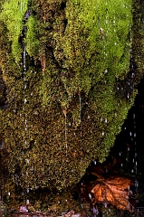 Moss 5 